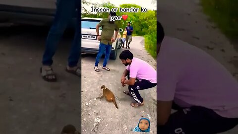 insaan or bandar ka pyar #memes #funny #love #monkey #youtubeshorts #animals #viral