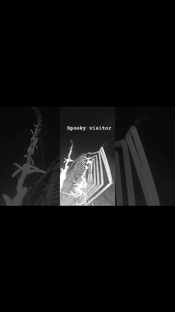 Spooky visitor #spider