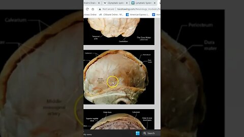 The Dural Connection