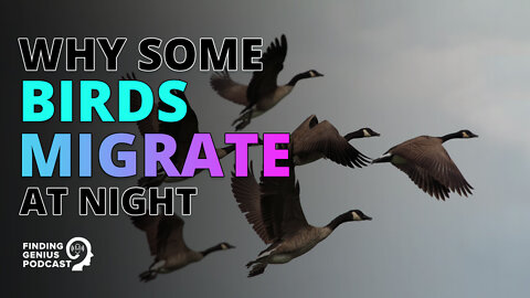 Why Some Birds Migrate at Night #shorts