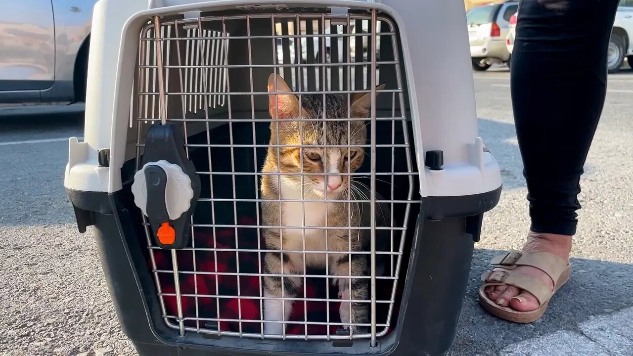 Football’s not coming home... but Dave the cat is!