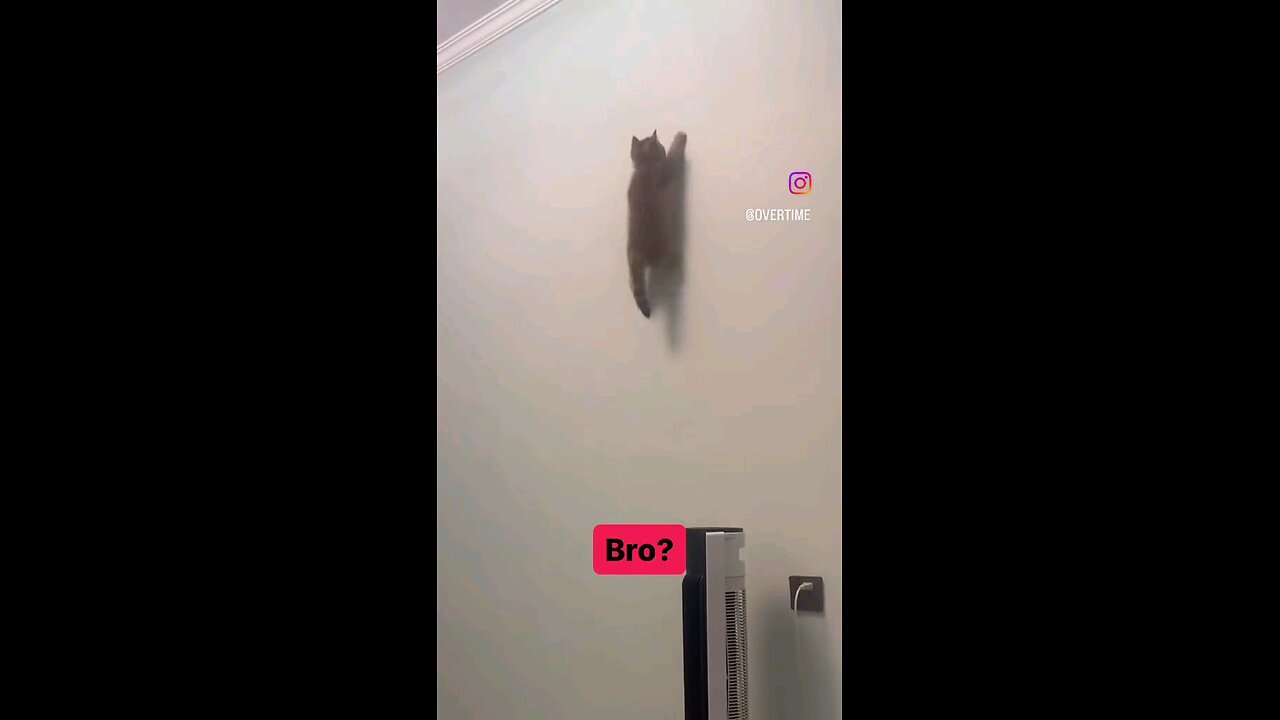 Cute CAT climbing the wall