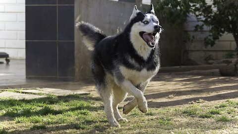 Dogs love to play with children