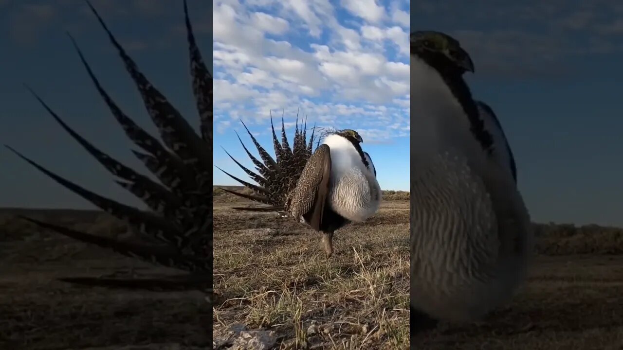 Male Greater Sage-Grouse tednewy