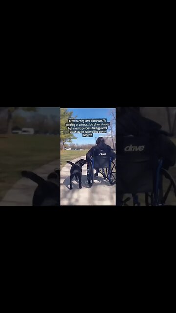 No Problems #dogsworld #teamdog