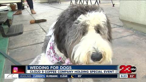 Wedding for dogs to be held at Cloud 9 Coffee Company