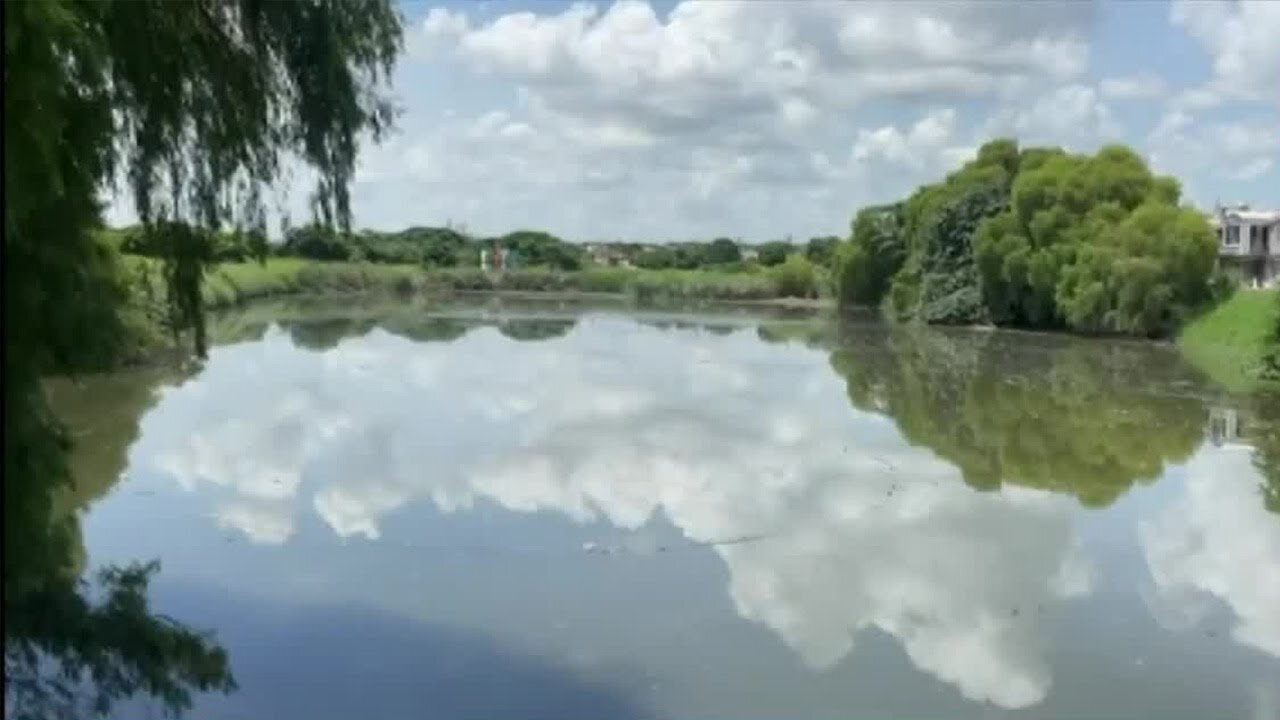 Reportan decenas de peces muertos en laguna de Veracruz por descarga de agua contaminada