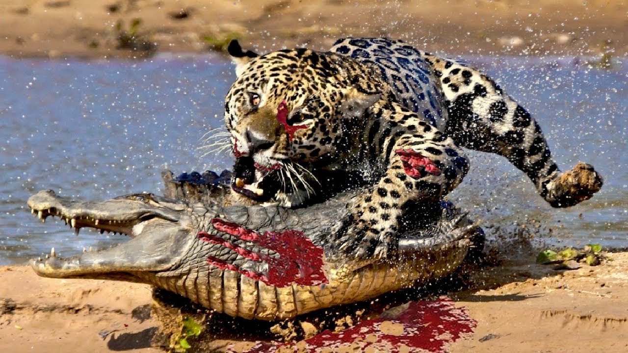 5 animals that could rip a crocodile apart