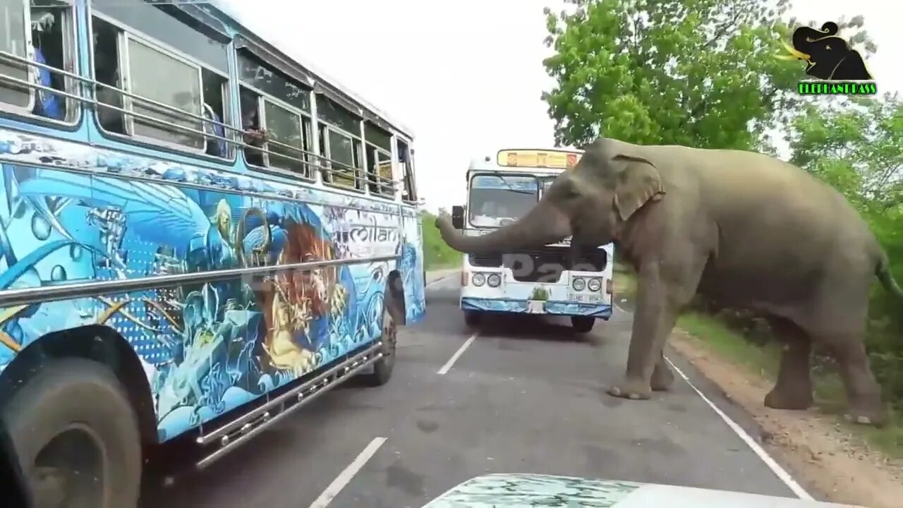 A severe elephant attack on a bus People fall down in fear 15