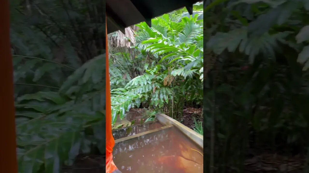 GIANT LEAVES IN SEYCHELLES RAINFOREST #Short