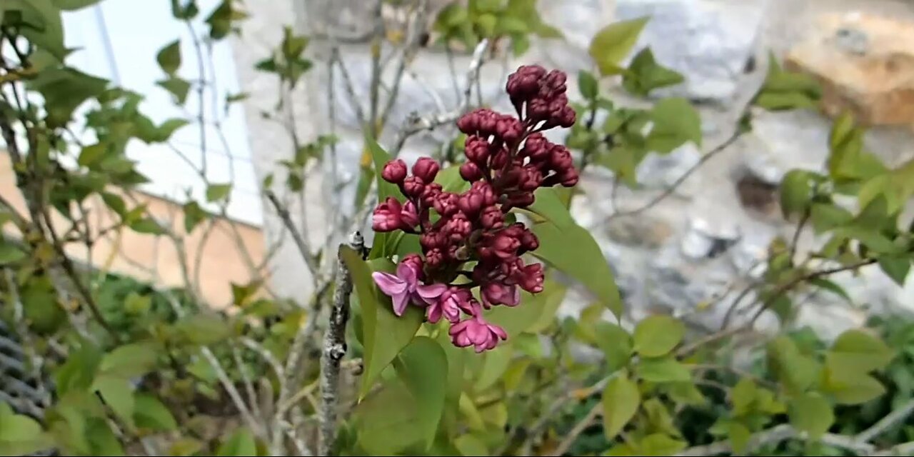 Ode à mon unique et magnifique lilas...