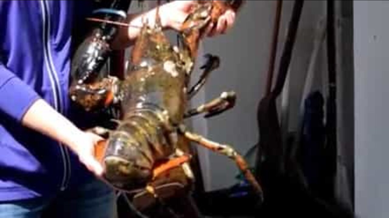 Avete mai visto un'aragosta gigante?