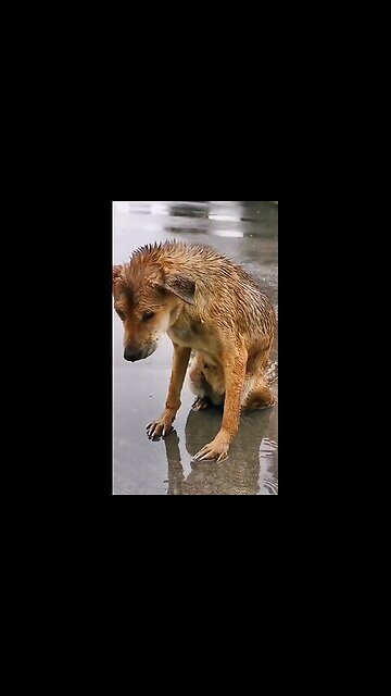 Friends, help homeless animals! They deserve it more than anyone!