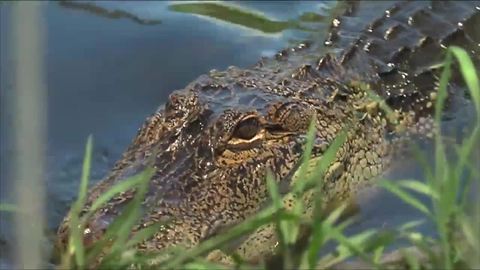 What to do about alligator nuisance