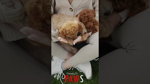 #PAWS - Armful Puppies