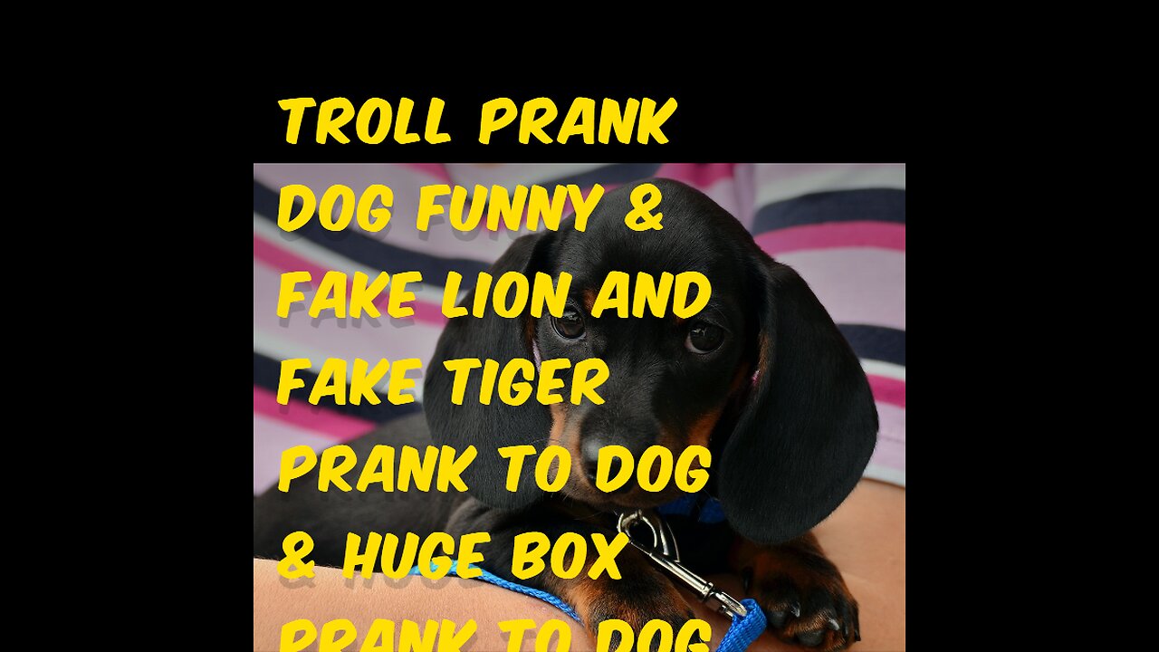 Troll Prank Dog Funny & fake Lion and Fake Tiger Prank To dog & Huge Box Prank to dog