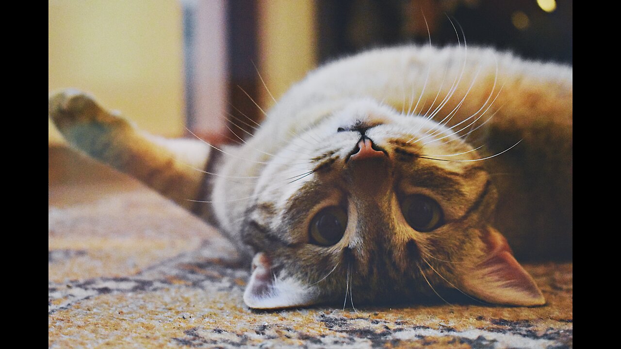 Funny funny animals doing cute things