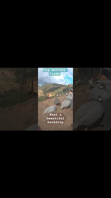 Dog watches free range birds