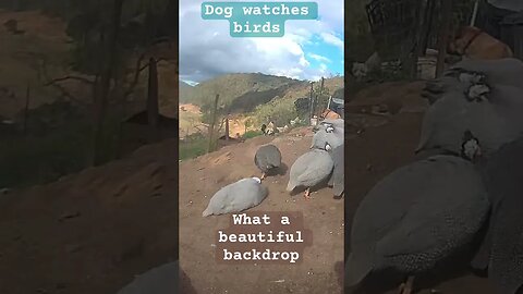 Dog watches free range birds