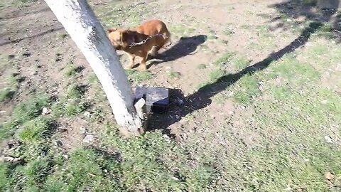 This Playful Happy Small Brown Dog Starts Running