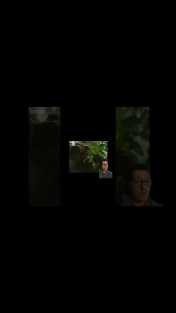 Chimps hunting monkeys is a political affair