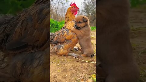 Chicken is a dog's friend #shorts #youtubeshorts #animals #dog #dogs