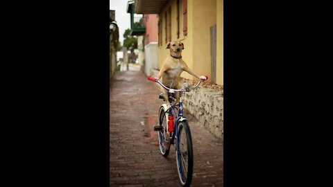 Cachorros engraçados e inteligentes