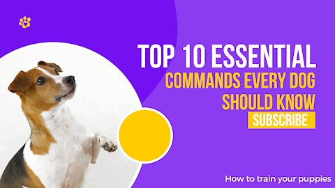 TOP 10 ESSENTIAL COMMANDS Every dog should know!!