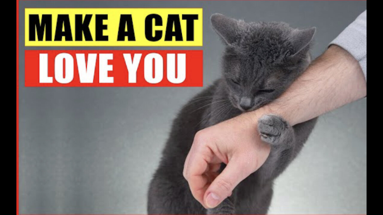 10 Scientific Ways To Make Your Cats Fall In Love With You INSTANTLY!!