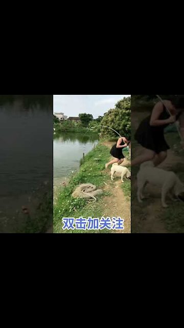 Best Fishing Video 🐟 Go Fishing 🔴 BigFishingTV 🔴 #shorts