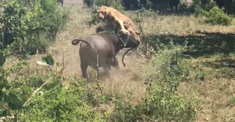 Ce buffle fait voler un lion