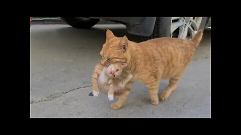 Mama cat 🐈 love #cute #tiktok #funnyanimals #funnyvideos #viral