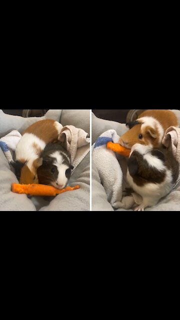 Adorable guinea pigs tug-o-war over tasty carrot