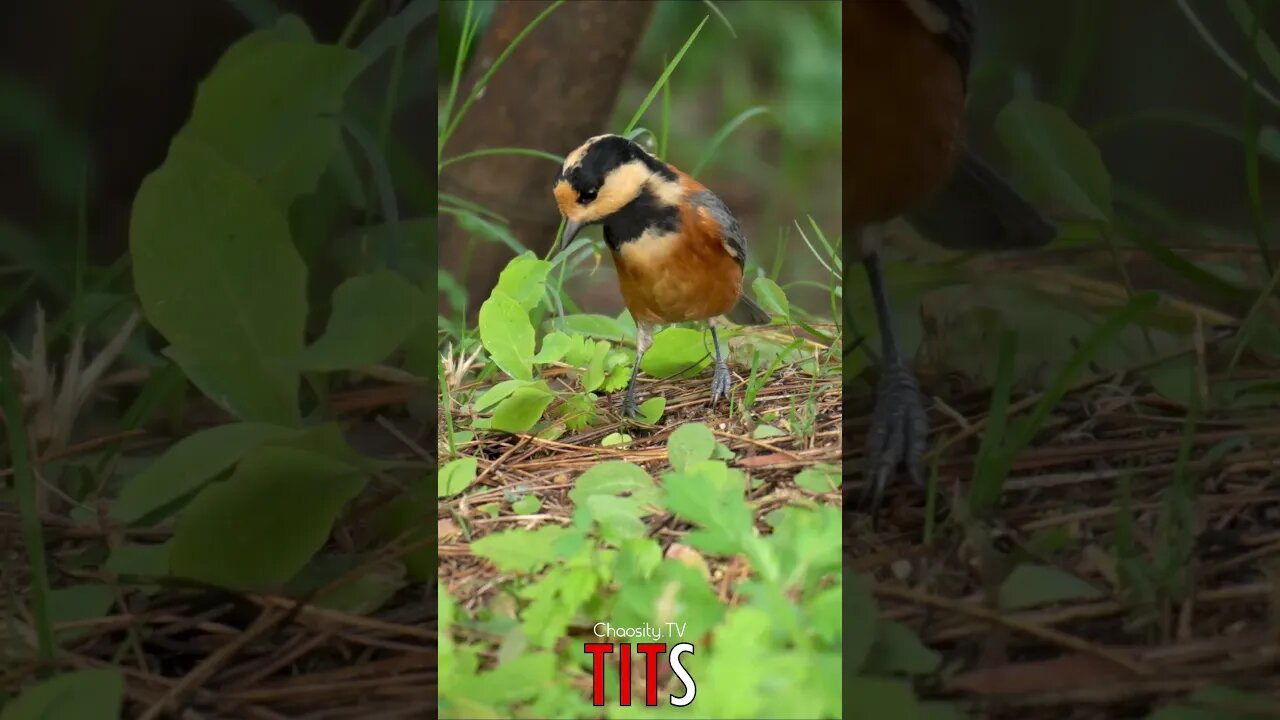 😃😄 #TITS - Colorful Tit Searches for Nuts in the Woods