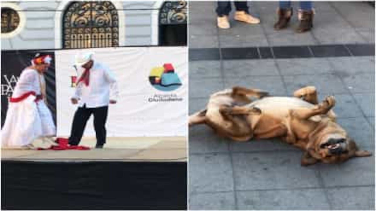 Cane balla per terra al ritmo di musica messicana