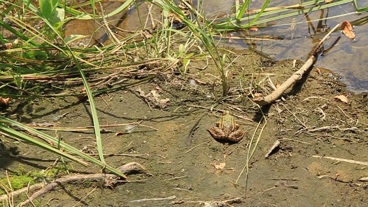 Green frog by bog5