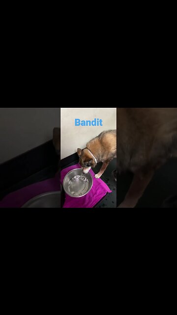 [Shorts 0188] BANDIT