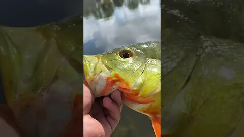 Peacock Bass