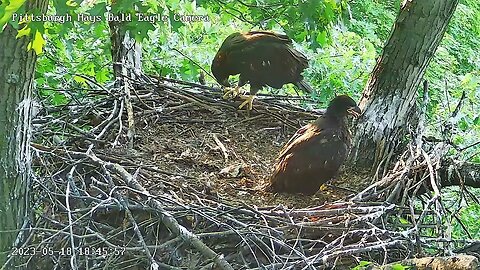 Hays Eagles H19 with a fancy simultaneous wing & leg stretch gone wrong PHEW! 05-18-2023 18:45