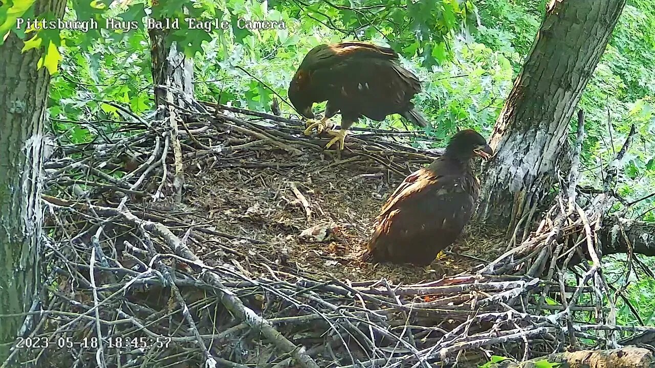 Hays Eagles H19 with a fancy simultaneous wing & leg stretch gone wrong PHEW! 05-18-2023 18:45