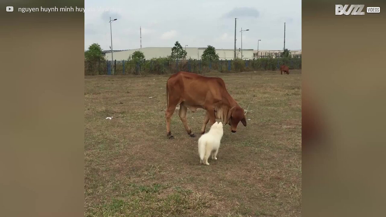 Cane e mucca coltivano un'amicizia davvero speciale