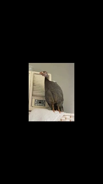11 week guinea fowl keet finds herself indoors!