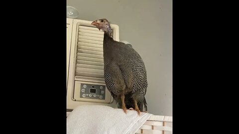 11 week guinea fowl keet finds herself indoors!