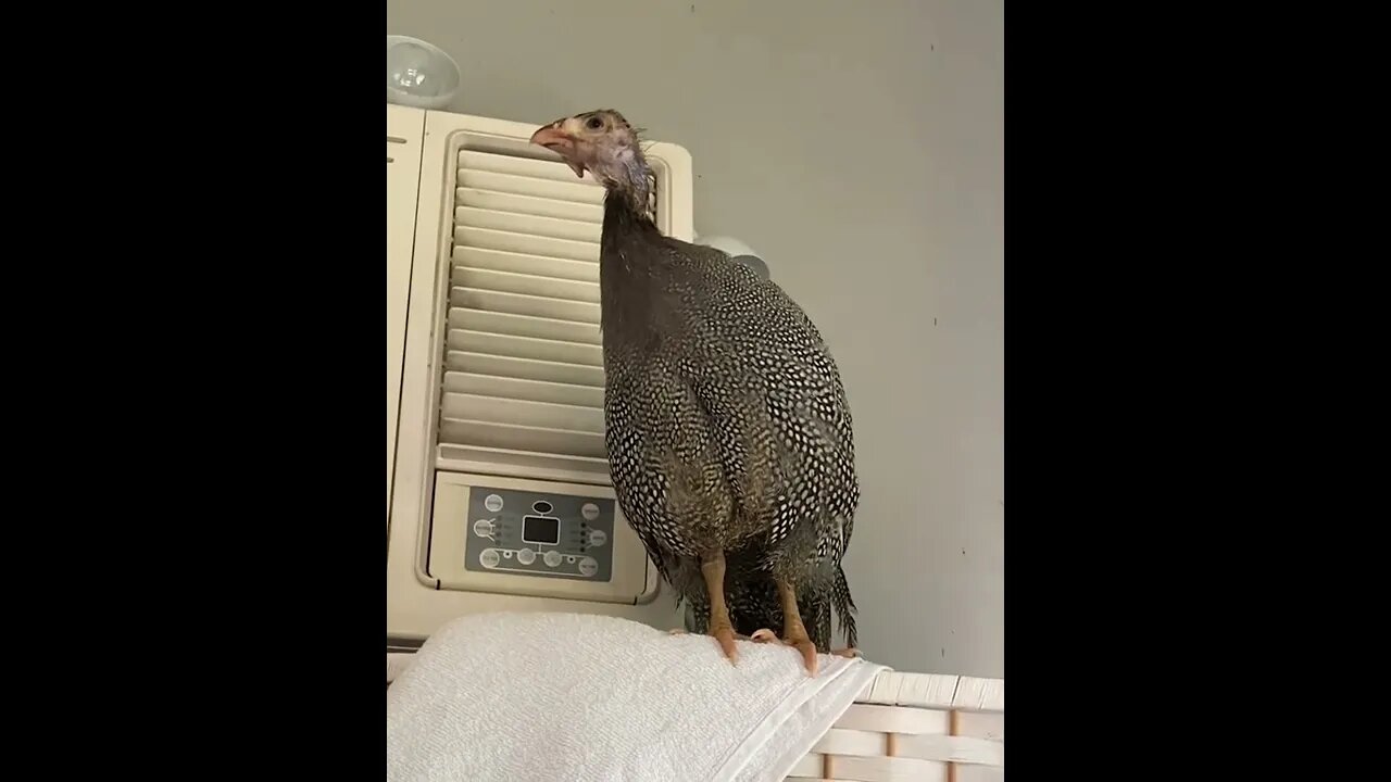 11 week guinea fowl keet finds herself indoors!