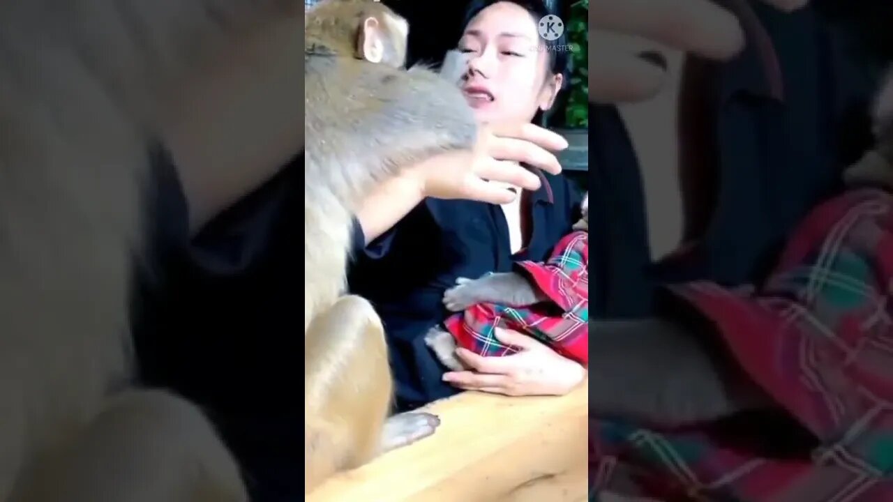 Monkey funny video || cute 🐵 monkey #longvidio #short #amazing #viralvideo2022 #shortsvideo