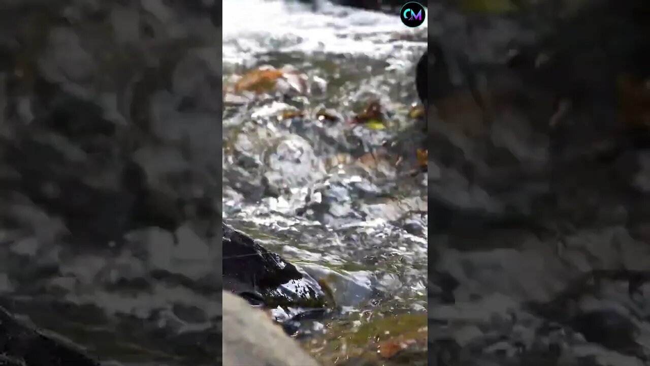 Rushing Water Down Stream Ambience Audio