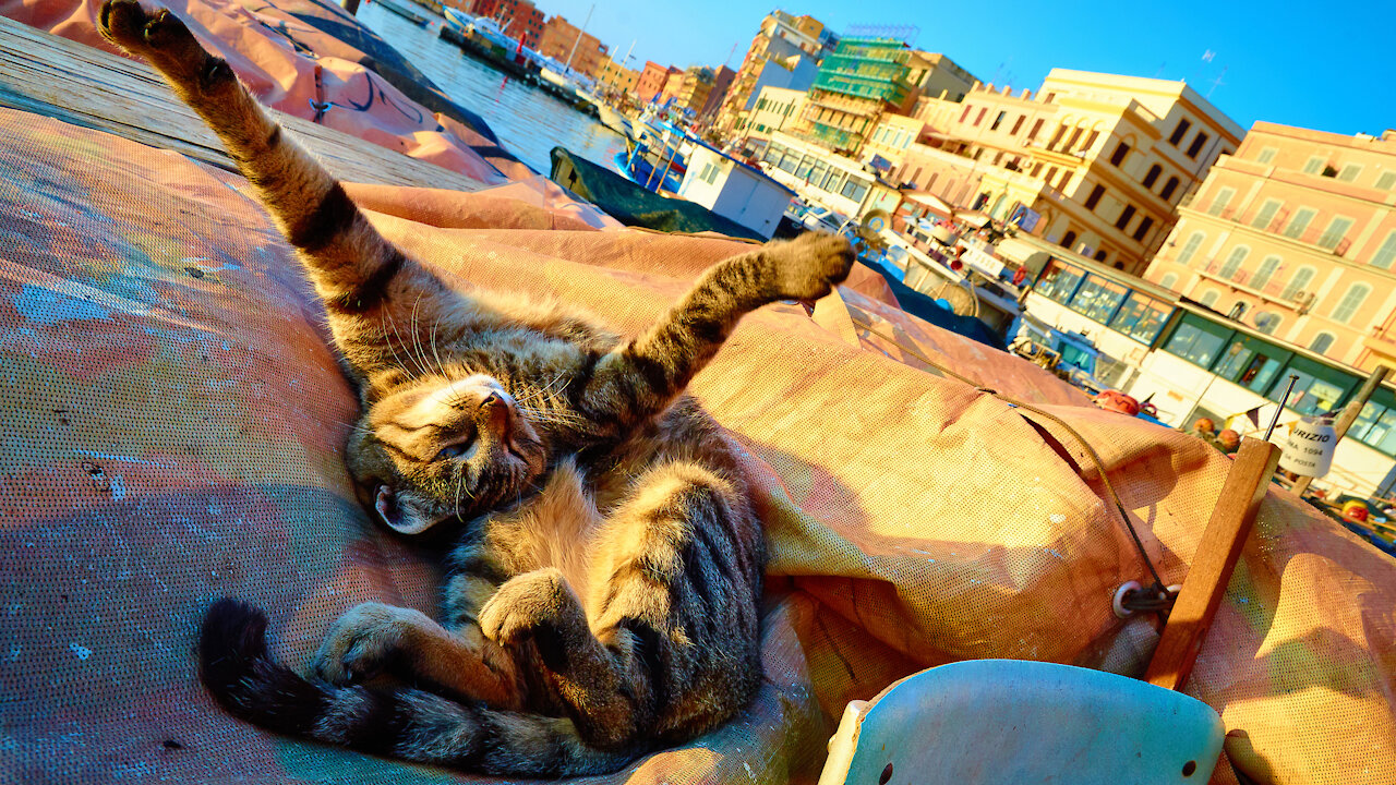 Cats and Dogs are the Funniest π» πΆπ - Awesome Funny Pet Animals Life Video