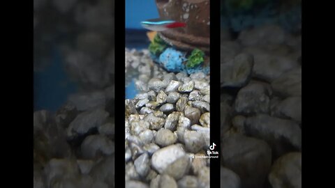 🐟 Baby Molly Fish, Just Swimming #shorts