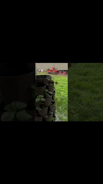 I ❤️‍🔥it when a plan comes together. Direct sowed seeds yesterday 🌧️ today 😁