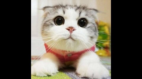 OMG So Cute Cats ♥ Best Funny Cat (2021)